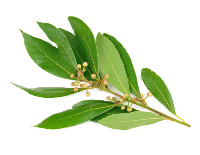 СО2 экстракт Лавра водорастворимый  