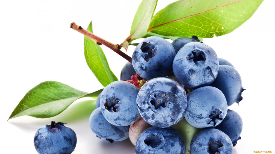 Экстракт Голубики сухой  